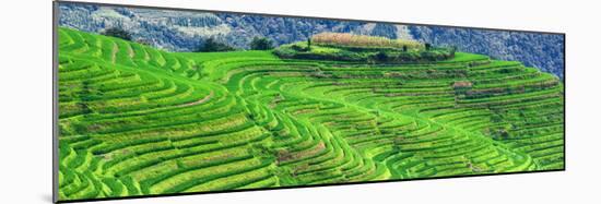 China 10MKm2 Collection - Rice Terraces - Longsheng Ping'an - Guangxi-Philippe Hugonnard-Mounted Photographic Print