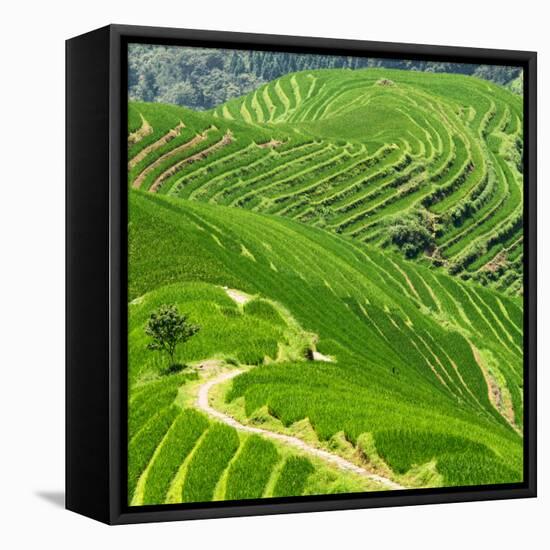 China 10MKm2 Collection - Rice Terraces - Longsheng Ping'an - Guangxi-Philippe Hugonnard-Framed Stretched Canvas