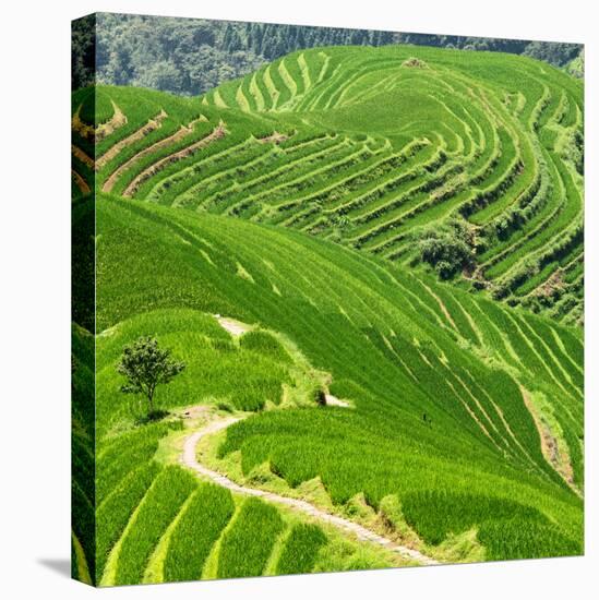 China 10MKm2 Collection - Rice Terraces - Longsheng Ping'an - Guangxi-Philippe Hugonnard-Stretched Canvas