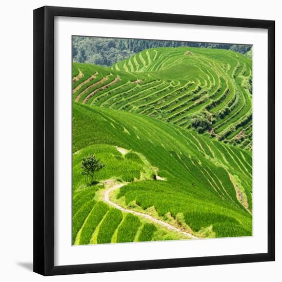 China 10MKm2 Collection - Rice Terraces - Longsheng Ping'an - Guangxi-Philippe Hugonnard-Framed Photographic Print