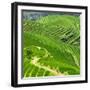 China 10MKm2 Collection - Rice Terraces - Longsheng Ping'an - Guangxi-Philippe Hugonnard-Framed Photographic Print