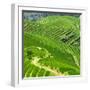 China 10MKm2 Collection - Rice Terraces - Longsheng Ping'an - Guangxi-Philippe Hugonnard-Framed Photographic Print