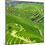 China 10MKm2 Collection - Rice Terraces - Longsheng Ping'an - Guangxi-Philippe Hugonnard-Mounted Photographic Print