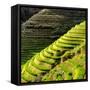 China 10MKm2 Collection - Rice Terraces - Longsheng Ping'an - Guangxi-Philippe Hugonnard-Framed Stretched Canvas