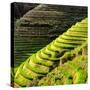 China 10MKm2 Collection - Rice Terraces - Longsheng Ping'an - Guangxi-Philippe Hugonnard-Stretched Canvas