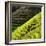 China 10MKm2 Collection - Rice Terraces - Longsheng Ping'an - Guangxi-Philippe Hugonnard-Framed Photographic Print