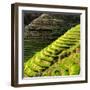 China 10MKm2 Collection - Rice Terraces - Longsheng Ping'an - Guangxi-Philippe Hugonnard-Framed Photographic Print