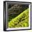 China 10MKm2 Collection - Rice Terraces - Longsheng Ping'an - Guangxi-Philippe Hugonnard-Framed Photographic Print