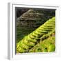 China 10MKm2 Collection - Rice Terraces - Longsheng Ping'an - Guangxi-Philippe Hugonnard-Framed Photographic Print