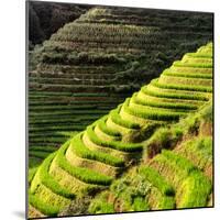 China 10MKm2 Collection - Rice Terraces - Longsheng Ping'an - Guangxi-Philippe Hugonnard-Mounted Photographic Print