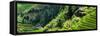 China 10MKm2 Collection - Rice Terraces - Longsheng Ping'an - Guangxi-Philippe Hugonnard-Framed Stretched Canvas