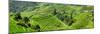 China 10MKm2 Collection - Rice Terraces - Longsheng Ping'an - Guangxi-Philippe Hugonnard-Mounted Photographic Print