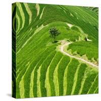 China 10MKm2 Collection - Rice Terraces - Longsheng Ping'an - Guangxi-Philippe Hugonnard-Stretched Canvas