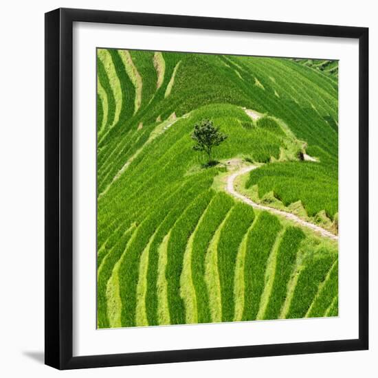 China 10MKm2 Collection - Rice Terraces - Longsheng Ping'an - Guangxi-Philippe Hugonnard-Framed Premium Photographic Print