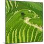 China 10MKm2 Collection - Rice Terraces - Longsheng Ping'an - Guangxi-Philippe Hugonnard-Mounted Premium Photographic Print