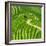 China 10MKm2 Collection - Rice Terraces - Longsheng Ping'an - Guangxi-Philippe Hugonnard-Framed Photographic Print