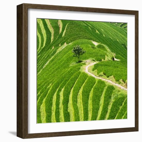 China 10MKm2 Collection - Rice Terraces - Longsheng Ping'an - Guangxi-Philippe Hugonnard-Framed Photographic Print