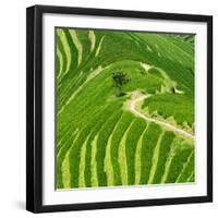 China 10MKm2 Collection - Rice Terraces - Longsheng Ping'an - Guangxi-Philippe Hugonnard-Framed Photographic Print