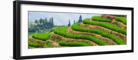 China 10MKm2 Collection - Rice Terraces - Longsheng Ping'an - Guangxi-Philippe Hugonnard-Framed Photographic Print