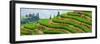 China 10MKm2 Collection - Rice Terraces - Longsheng Ping'an - Guangxi-Philippe Hugonnard-Framed Photographic Print