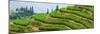 China 10MKm2 Collection - Rice Terraces - Longsheng Ping'an - Guangxi-Philippe Hugonnard-Mounted Photographic Print