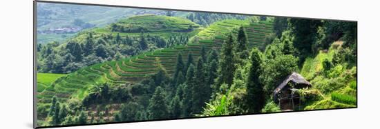 China 10MKm2 Collection - Rice Terraces - Longsheng Ping'an - Guangxi-Philippe Hugonnard-Mounted Photographic Print