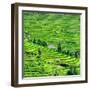 China 10MKm2 Collection - Rice Terraces - Longsheng Ping'an - Guangxi-Philippe Hugonnard-Framed Premium Photographic Print