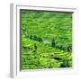 China 10MKm2 Collection - Rice Terraces - Longsheng Ping'an - Guangxi-Philippe Hugonnard-Framed Premium Photographic Print