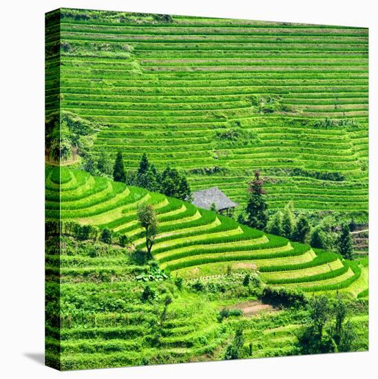 China 10MKm2 Collection - Rice Terraces - Longsheng Ping'an - Guangxi-Philippe Hugonnard-Stretched Canvas