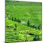 China 10MKm2 Collection - Rice Terraces - Longsheng Ping'an - Guangxi-Philippe Hugonnard-Mounted Photographic Print