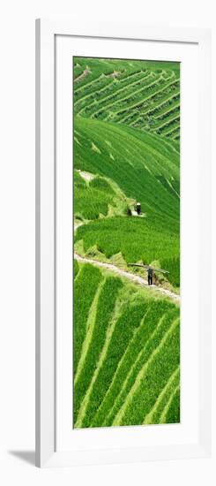 China 10MKm2 Collection - Rice Terraces - Longsheng Ping'an - Guangxi-Philippe Hugonnard-Framed Photographic Print