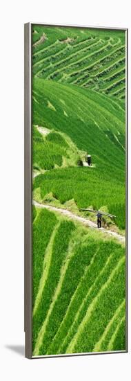 China 10MKm2 Collection - Rice Terraces - Longsheng Ping'an - Guangxi-Philippe Hugonnard-Framed Photographic Print