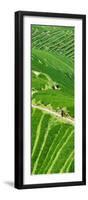 China 10MKm2 Collection - Rice Terraces - Longsheng Ping'an - Guangxi-Philippe Hugonnard-Framed Photographic Print