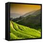 China 10MKm2 Collection - Rice Terraces - Longsheng Ping'an - Guangxi-Philippe Hugonnard-Framed Stretched Canvas