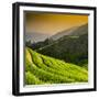 China 10MKm2 Collection - Rice Terraces - Longsheng Ping'an - Guangxi-Philippe Hugonnard-Framed Photographic Print