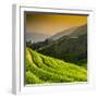 China 10MKm2 Collection - Rice Terraces - Longsheng Ping'an - Guangxi-Philippe Hugonnard-Framed Photographic Print