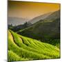 China 10MKm2 Collection - Rice Terraces - Longsheng Ping'an - Guangxi-Philippe Hugonnard-Mounted Photographic Print