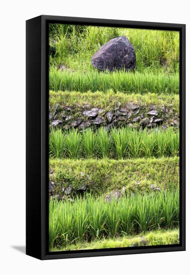 China 10MKm2 Collection - Rice Terraces - Longsheng Ping'an - Guangxi-Philippe Hugonnard-Framed Stretched Canvas