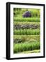 China 10MKm2 Collection - Rice Terraces - Longsheng Ping'an - Guangxi-Philippe Hugonnard-Framed Photographic Print