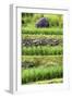 China 10MKm2 Collection - Rice Terraces - Longsheng Ping'an - Guangxi-Philippe Hugonnard-Framed Photographic Print