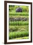 China 10MKm2 Collection - Rice Terraces - Longsheng Ping'an - Guangxi-Philippe Hugonnard-Framed Photographic Print