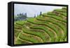 China 10MKm2 Collection - Rice Terraces - Longsheng Ping'an - Guangxi-Philippe Hugonnard-Framed Stretched Canvas