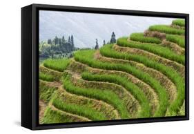 China 10MKm2 Collection - Rice Terraces - Longsheng Ping'an - Guangxi-Philippe Hugonnard-Framed Stretched Canvas