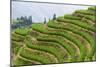 China 10MKm2 Collection - Rice Terraces - Longsheng Ping'an - Guangxi-Philippe Hugonnard-Mounted Photographic Print