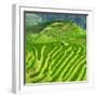 China 10MKm2 Collection - Rice Terraces - Longsheng Ping'an - Guangxi-Philippe Hugonnard-Framed Photographic Print