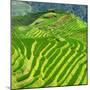 China 10MKm2 Collection - Rice Terraces - Longsheng Ping'an - Guangxi-Philippe Hugonnard-Mounted Photographic Print