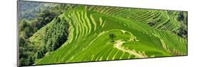 China 10MKm2 Collection - Rice Terraces - Longsheng Ping'an - Guangxi-Philippe Hugonnard-Mounted Photographic Print