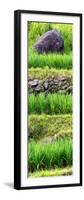 China 10MKm2 Collection - Rice Terraces - Longsheng Ping'an - Guangxi-Philippe Hugonnard-Framed Photographic Print