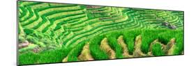 China 10MKm2 Collection - Rice Terraces - Longsheng Ping'an - Guangxi-Philippe Hugonnard-Mounted Photographic Print