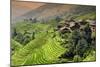 China 10MKm2 Collection - Rice Terraces - Longsheng Ping'an - Guangxi-Philippe Hugonnard-Mounted Photographic Print